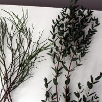 eukaliptus parviflora