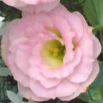 Kolor róż majtkowy
