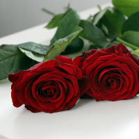 róża "Red naomi"