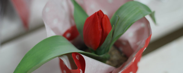 tulipan doniczkowy